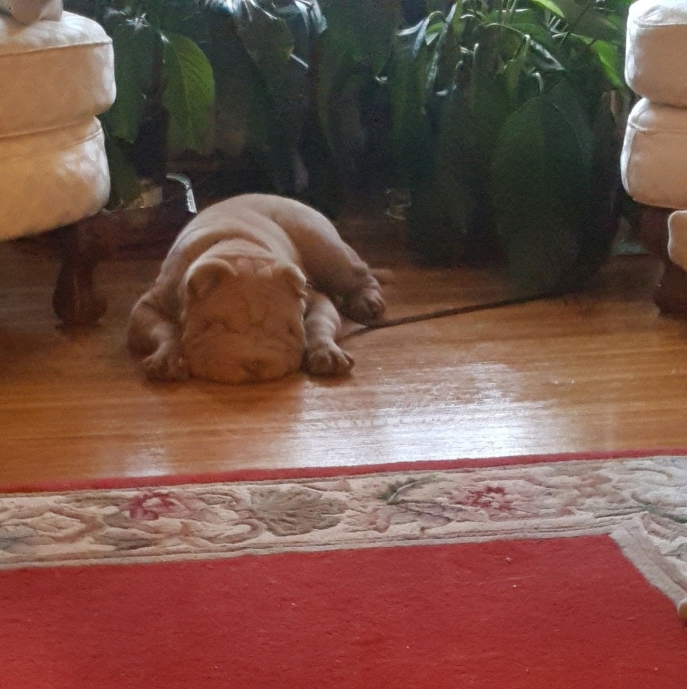 Meet your Posher, Kim